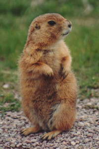 Prairie_dog_2