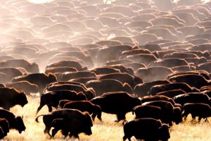 normal_buffalo herd 24x36 240dpi
