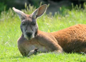 kangaroo-resting2