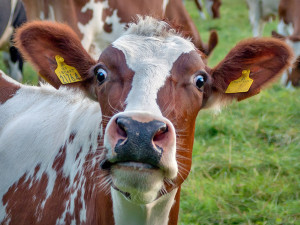 startled cow