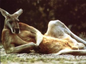 kanga