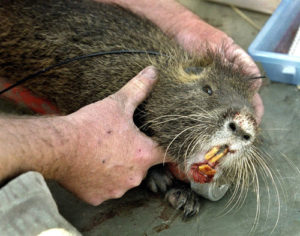 nutria (1)