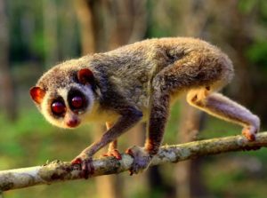 slender-loris