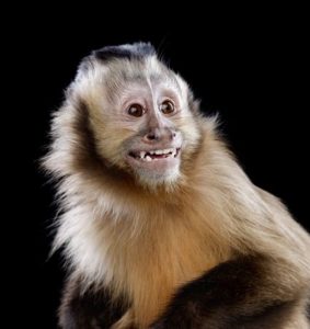 capuchin-monkeys-urine-cologne_32857_600x450