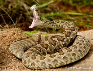 rattlesnake_striking-img