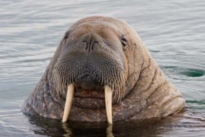 walrus-lurker