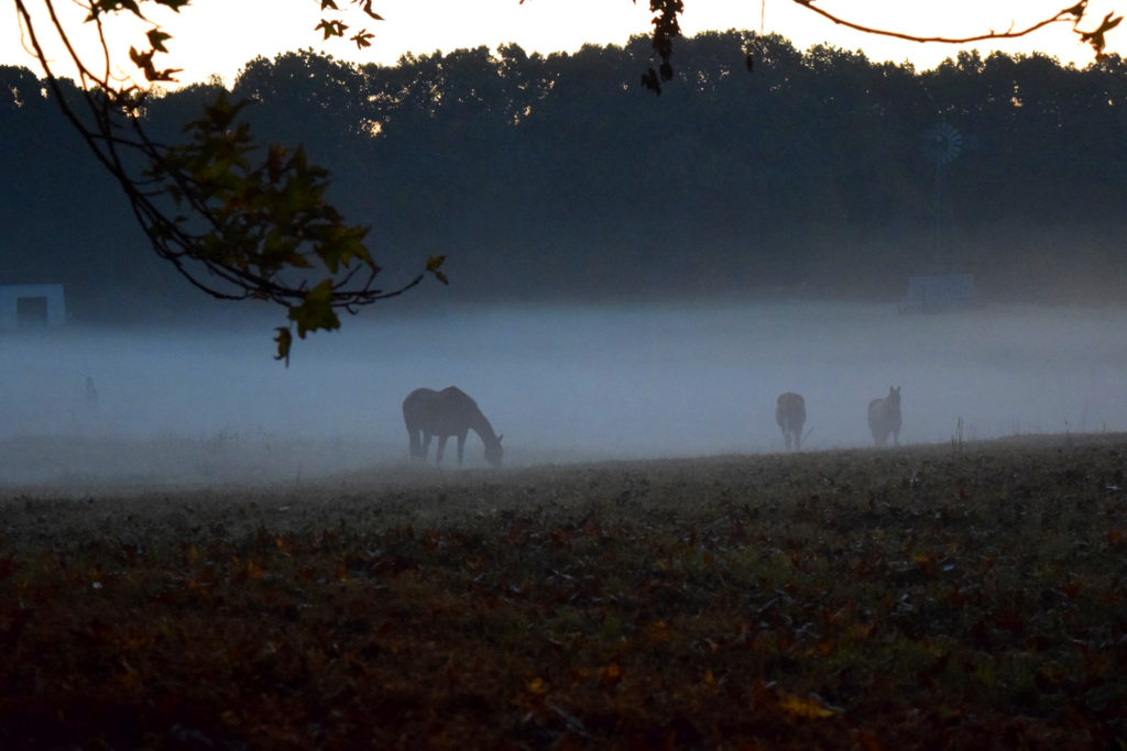 horsesinthemist-2
